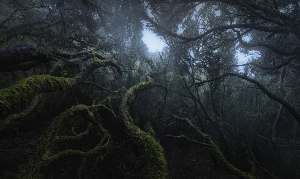 El bosque de la niebla