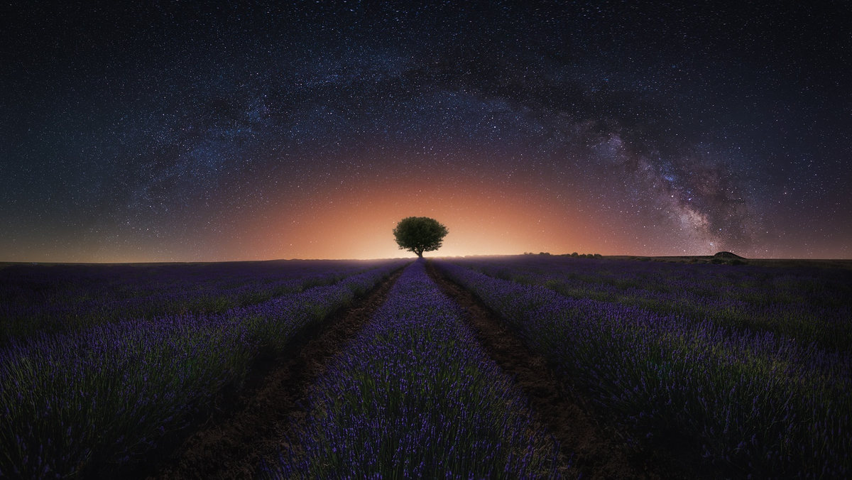 Lavanda bajo las estrellas