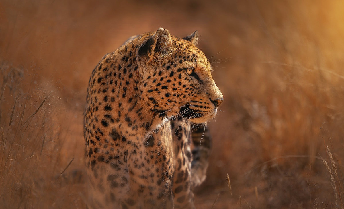 Leopardo en la hierba
