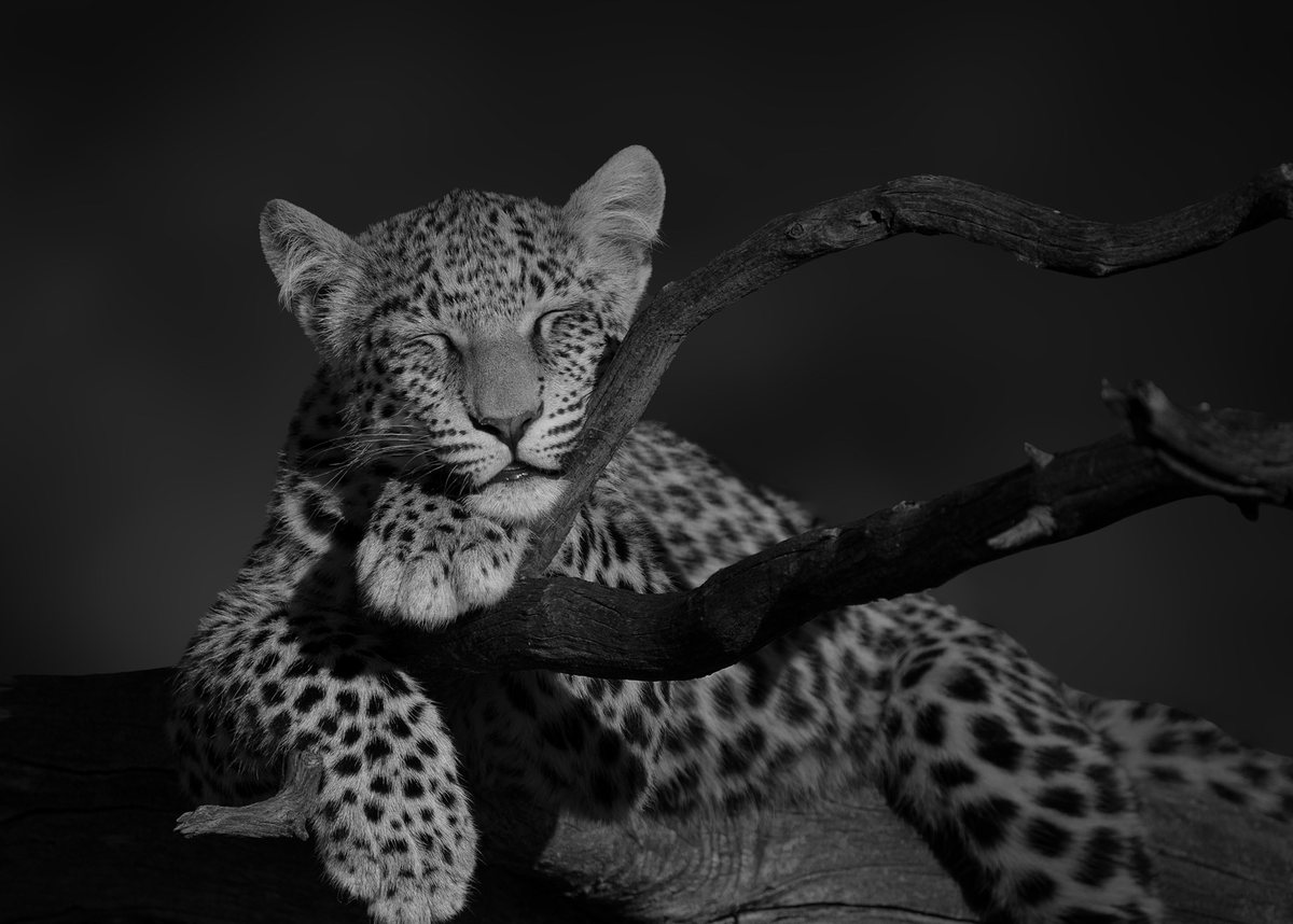 Cachorro de leopardo dormido