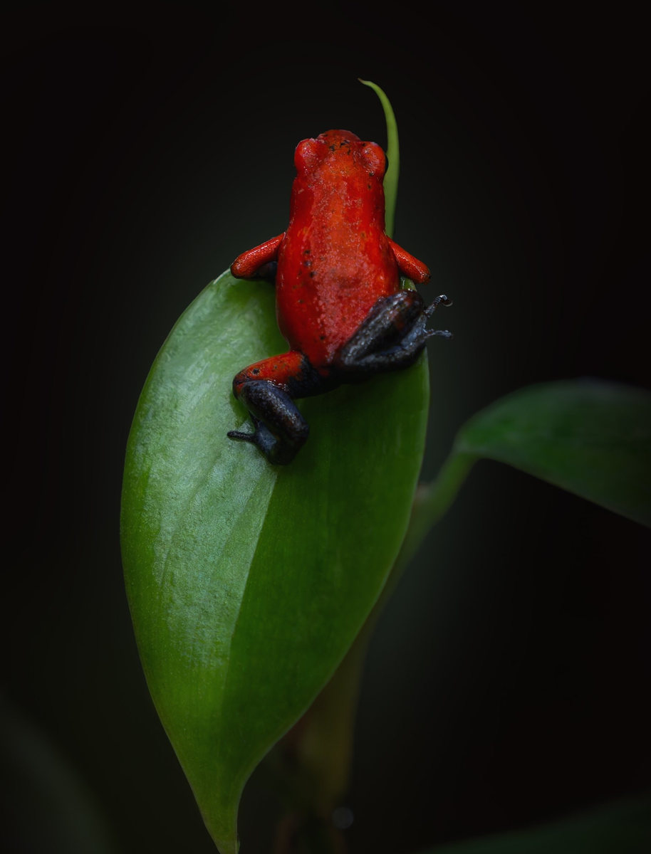 Rana fresa