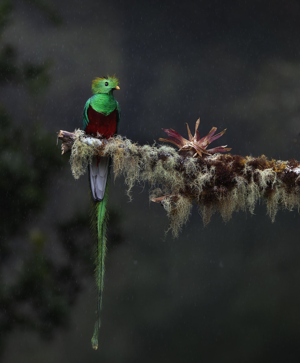 Quetzal bajo la lluvia