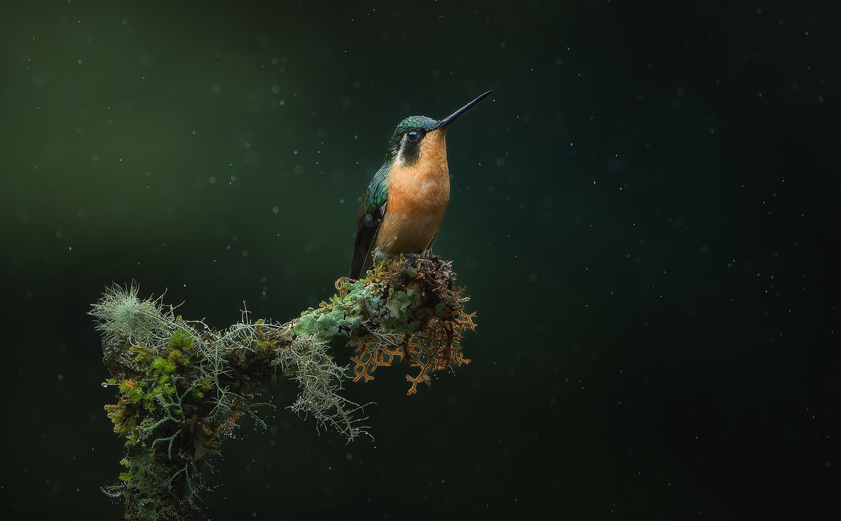 Colibrí en el liquen