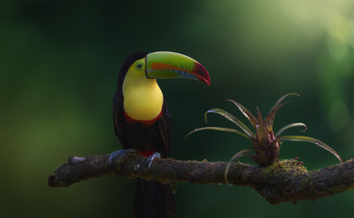 Tucán y bromelia