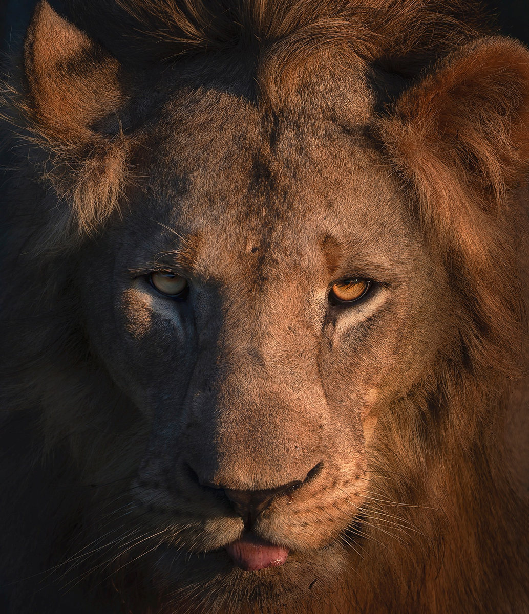 Mirada de león
