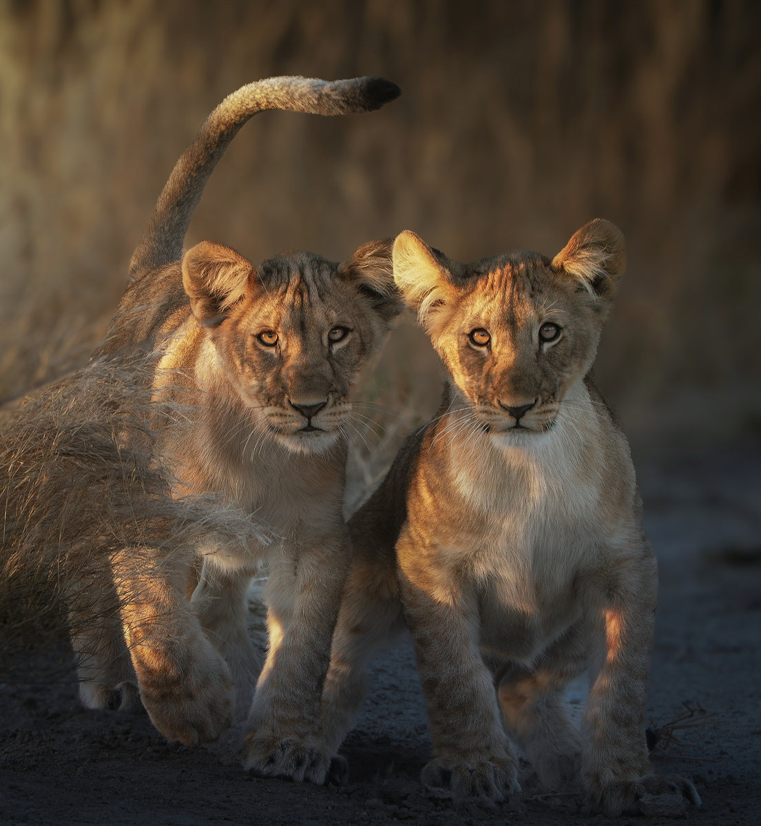Cachorros de león