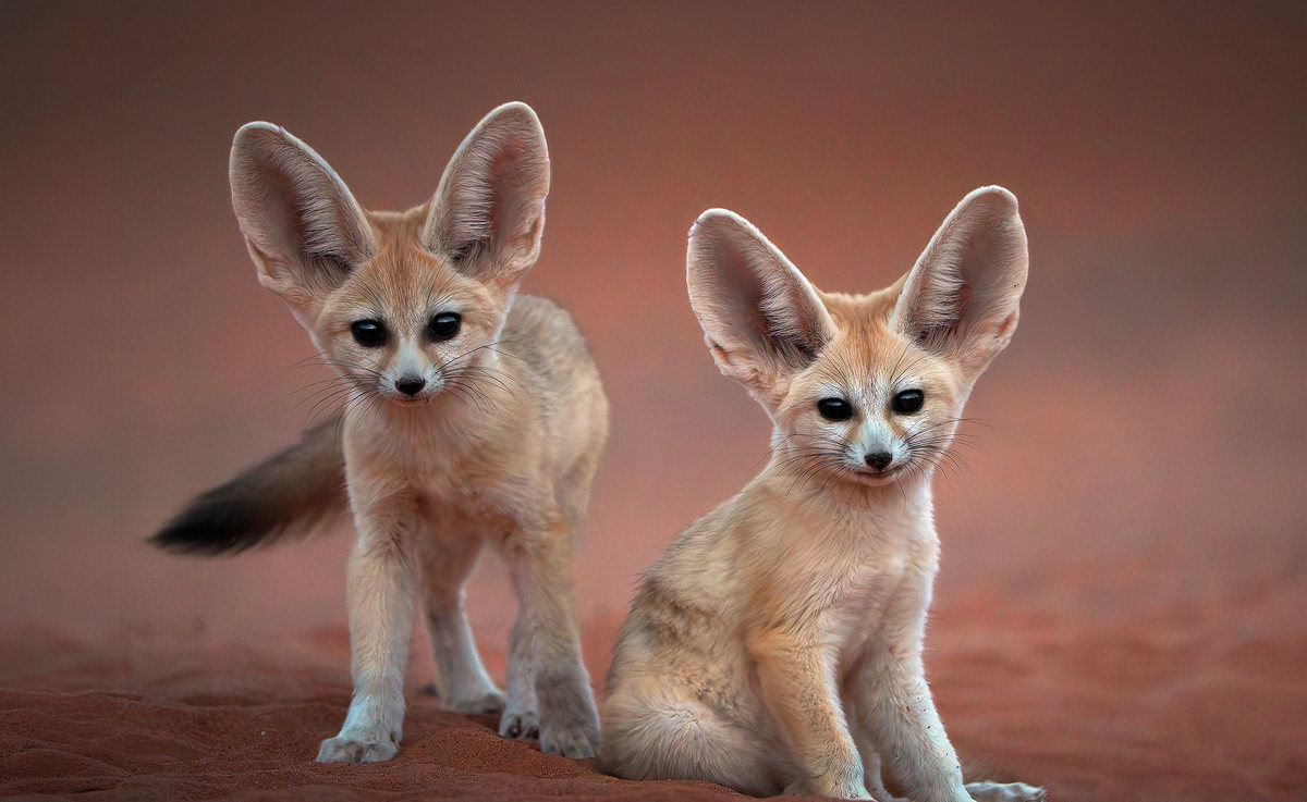Fénecs en la duna
