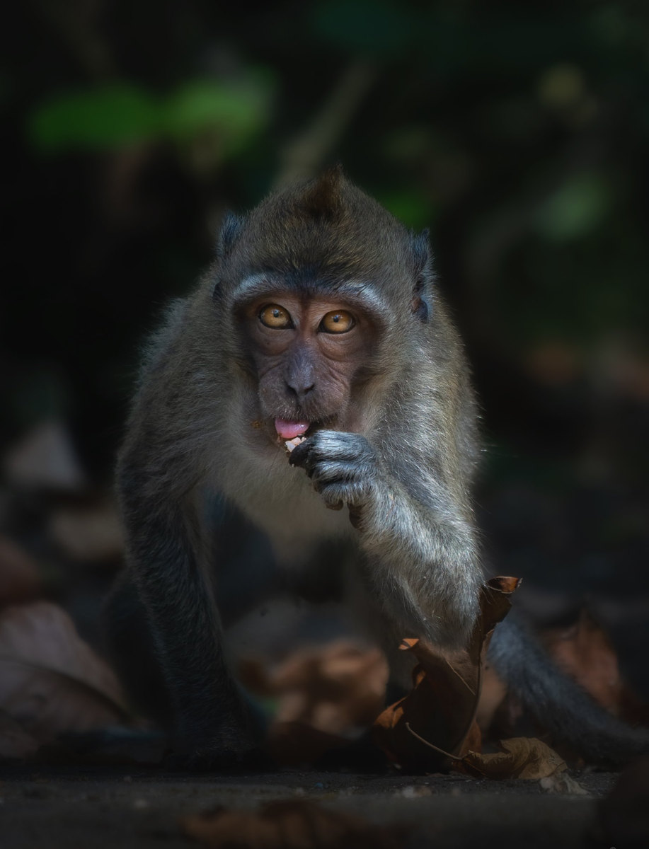 Macaco comiendo