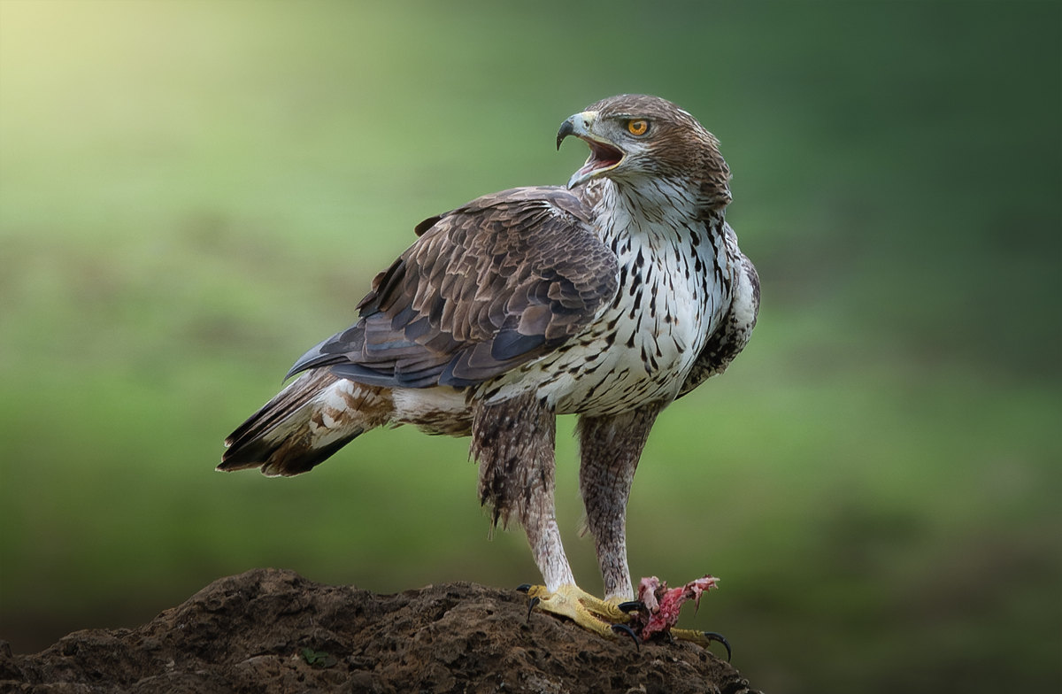 Águila perdicera