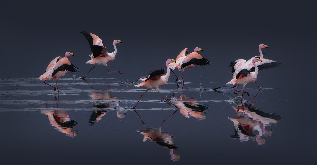 La carrera de los flamencos