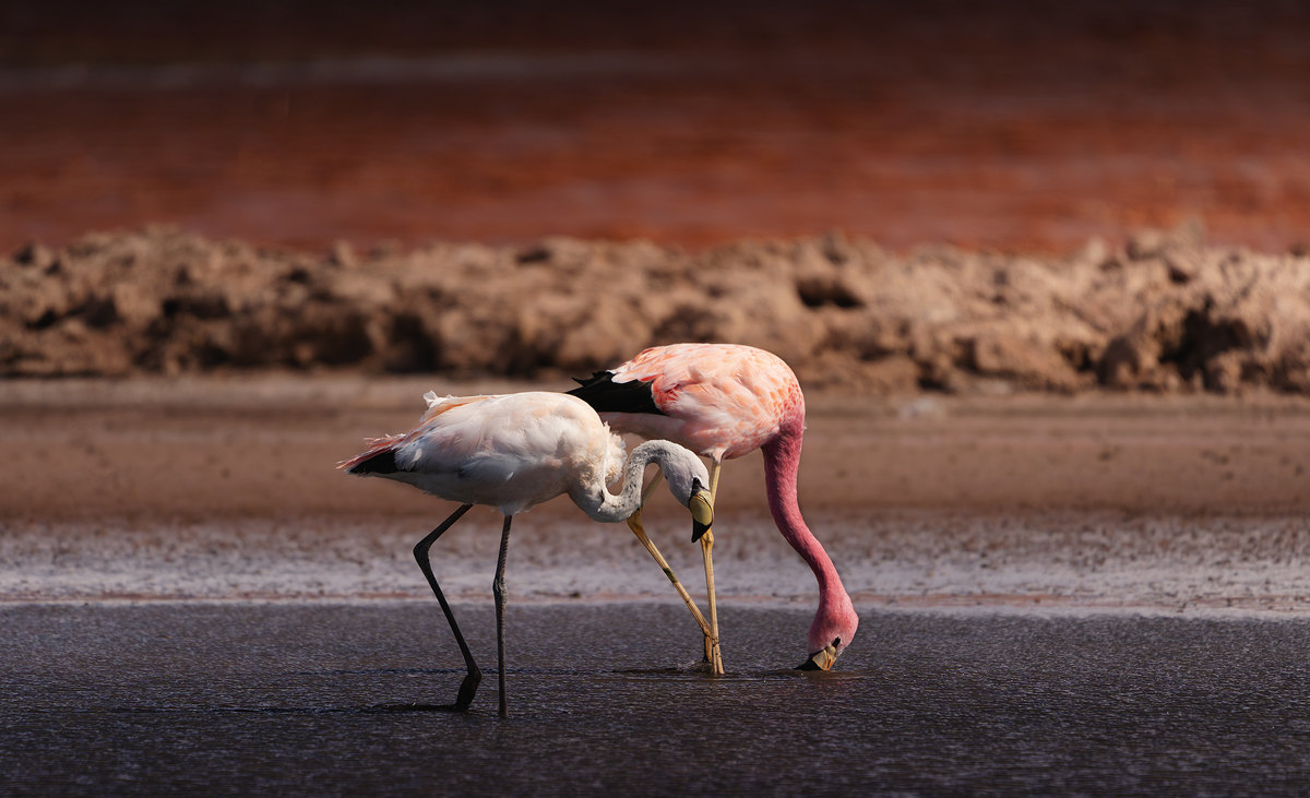 Flamencos en la laguna