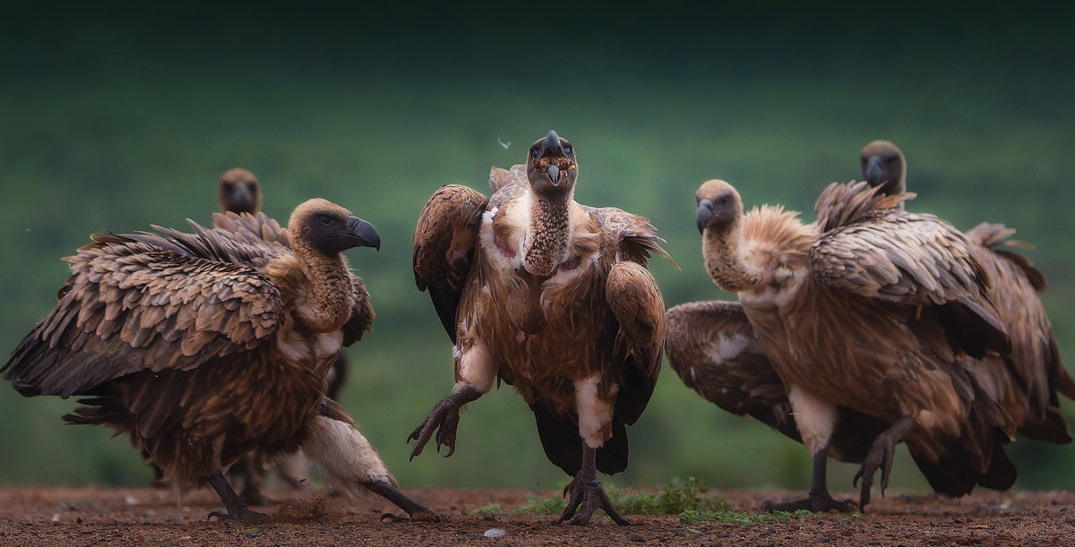 Pelea de buitres