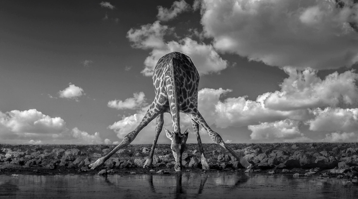 Jirafa en blanco y negro