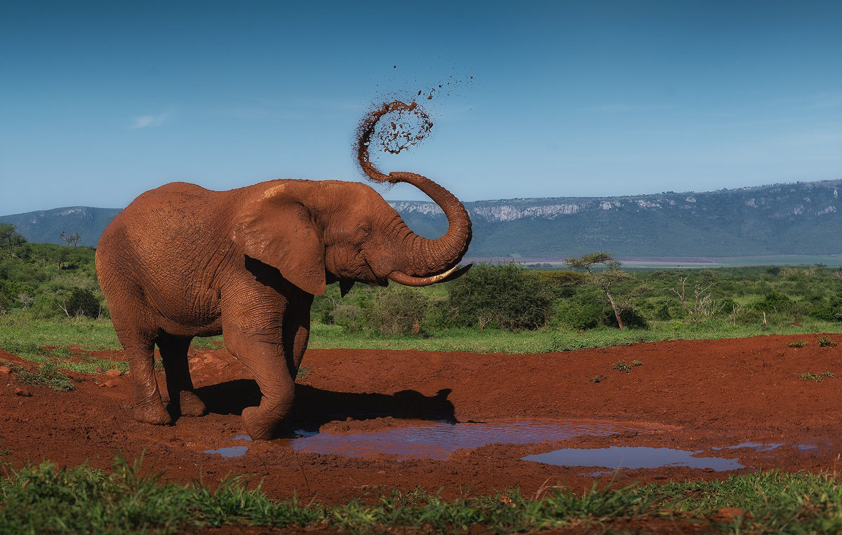 Elefante en el barro