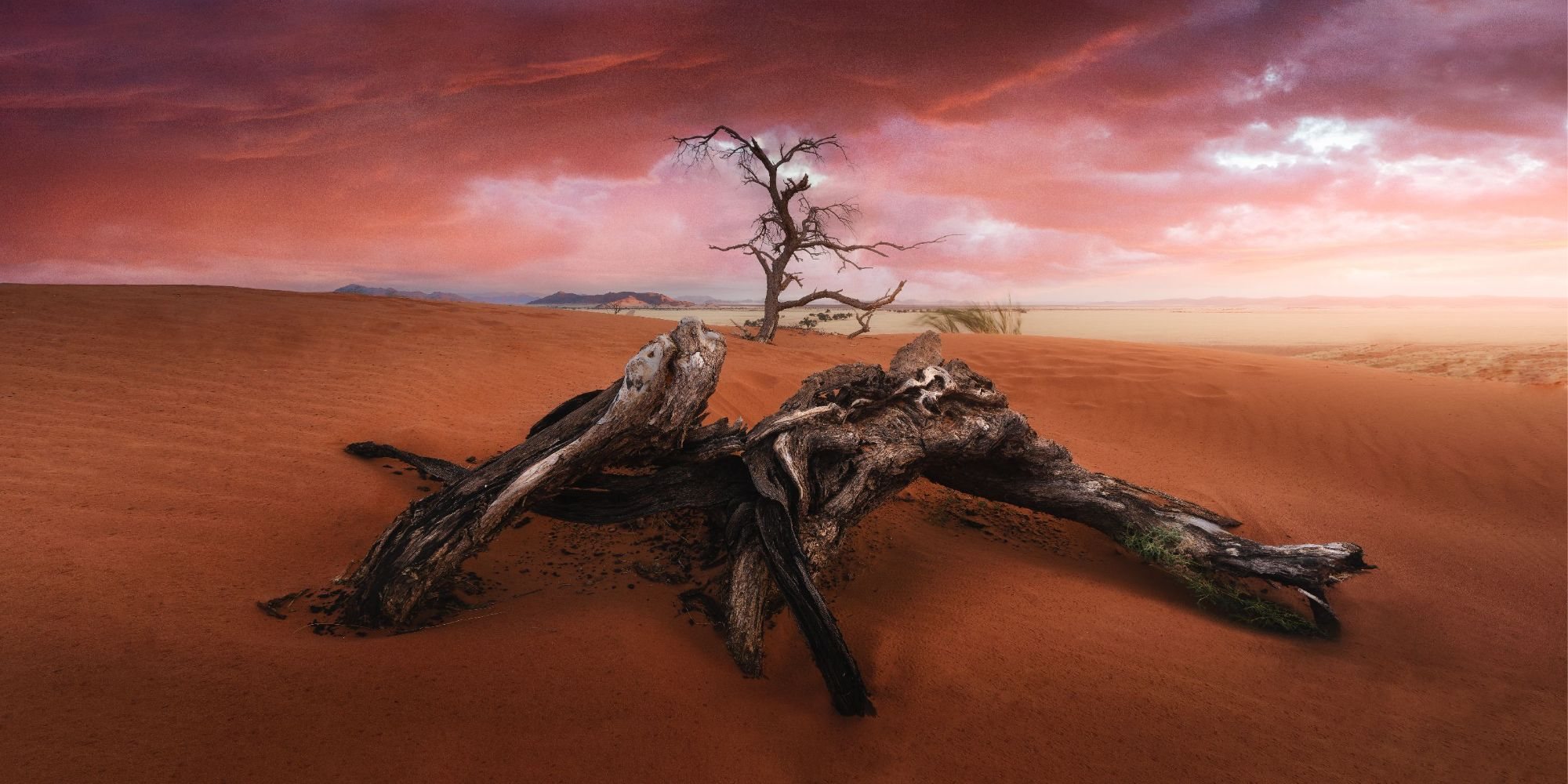 The Old Tree, Dunas del Namib, Namibia